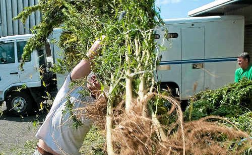 Coffs Clarence police load the latest seizure of 200 cannabis plants on their way to the incinerator yesterday. Coffs Clarence police load the latest seizure of 200 cannabis plants on their way to the incinerator yesterday.
